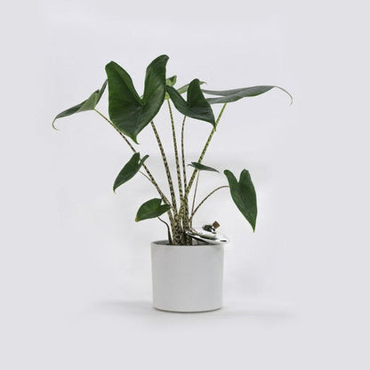 UFO-Autonomer Sprinkler