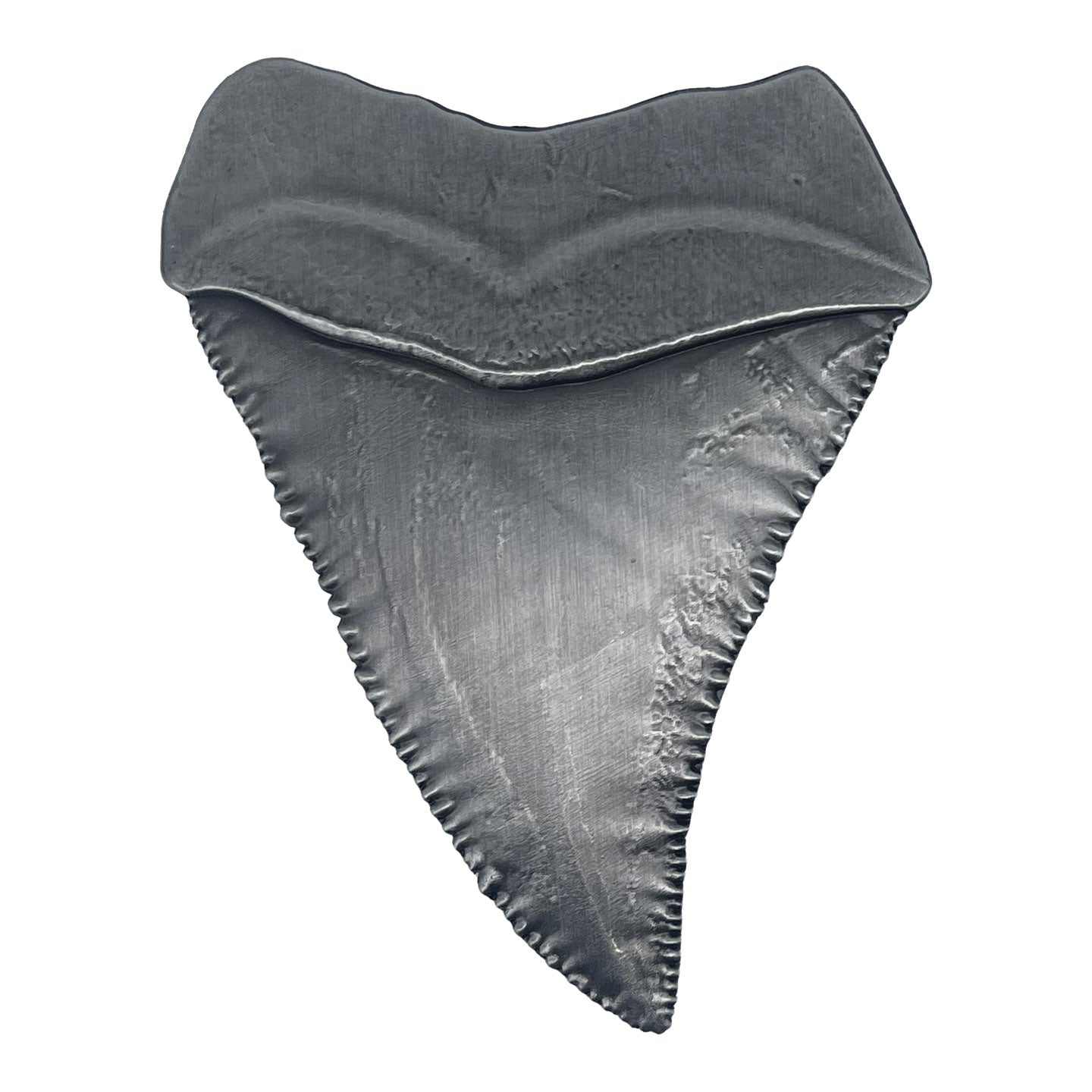 Médaillon collector Les Dents de la Mer - 50th Anniversary Shark Tooth