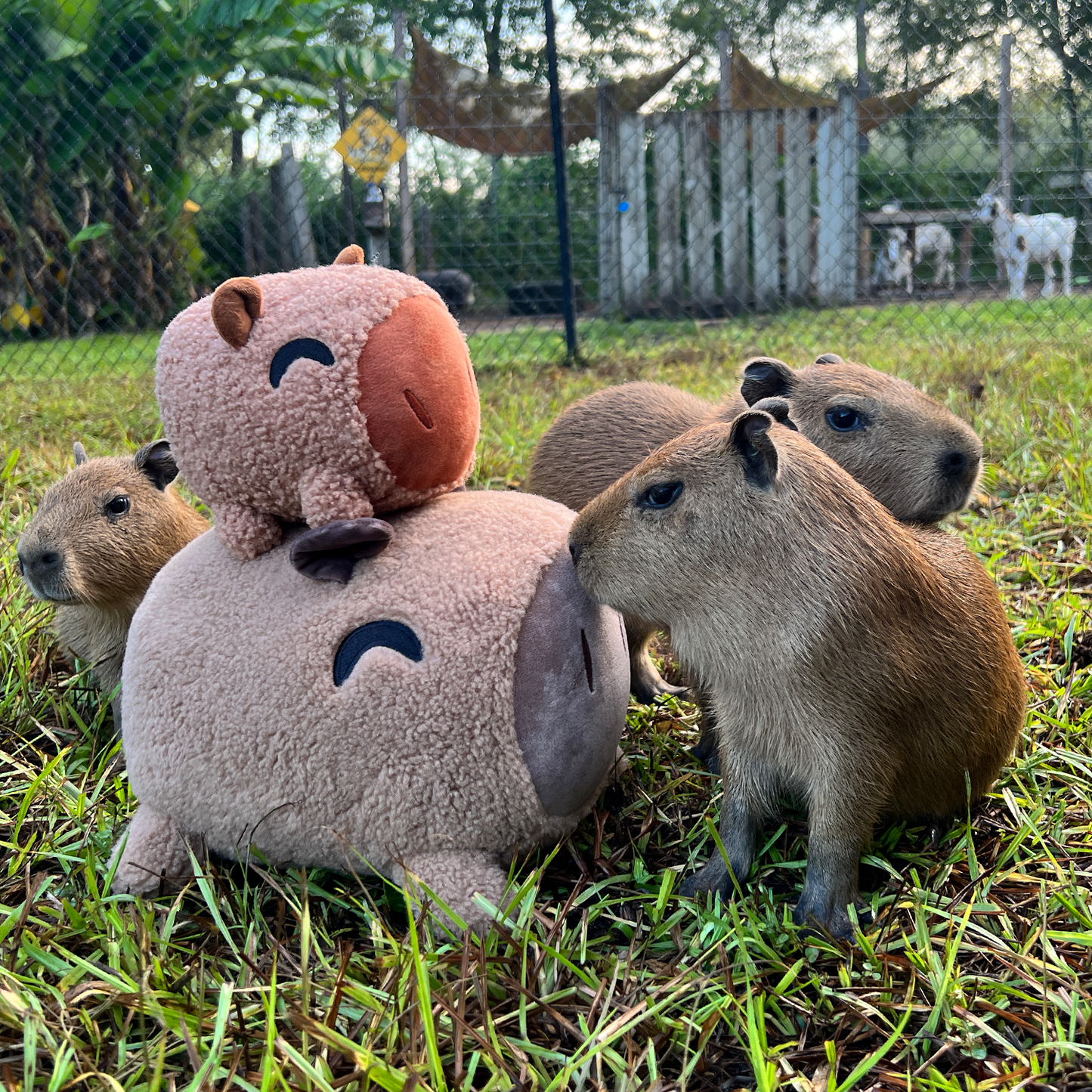 Capybara Kissen (30 cm)