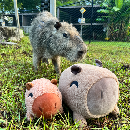 Capybara Kissen (30 cm)